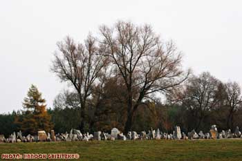 IMG_ (10309)